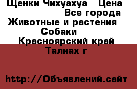 Щенки Чихуахуа › Цена ­ 12000-15000 - Все города Животные и растения » Собаки   . Красноярский край,Талнах г.